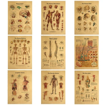 Kroppen Struktur Skelet Nervesystem Vintage Plakat Medicinsk Decoracion Maleri Væg Kunst Kraftpapir Wall Stickers
