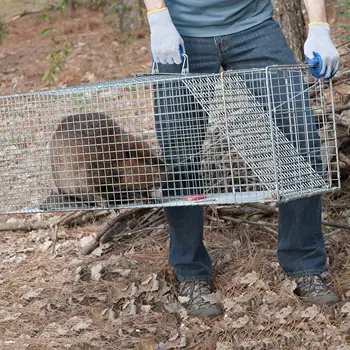 Foldbar Genanvendelige Human Levende Dyr Fælde for Små Hunde, Vaskebjørne Katte Groundhogs Pungrotter Fox Super Stor 1-Dør Musefælde